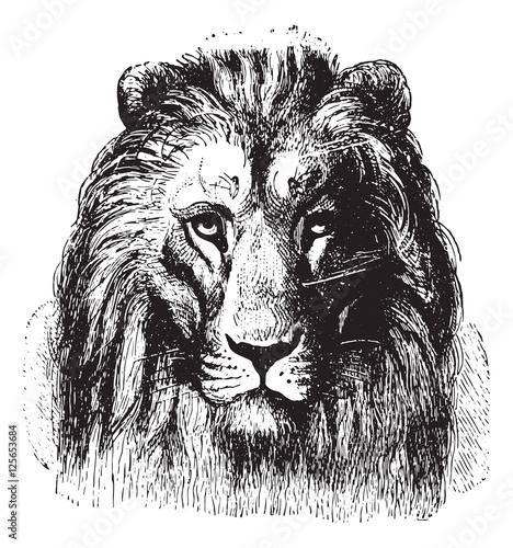 Lion's face, vintage engraving.