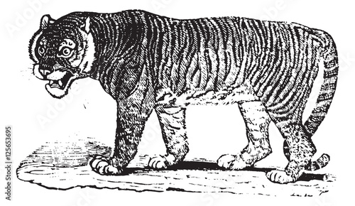Tiger, vintage engraving.
