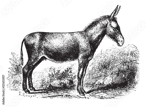 Donkey, vintage engraving.