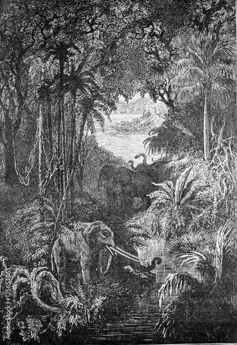 Wild and impenetrable forests, vintage engraving. photo