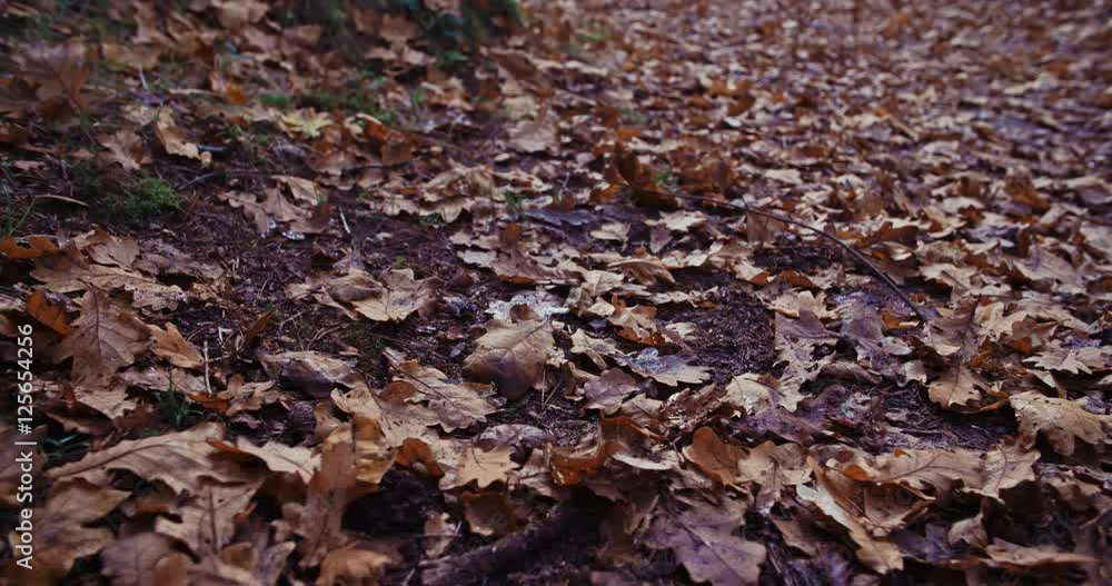 tilting shot of beautiful park scenery in autumn tilting shot of beautiful park scenery in autumn