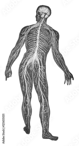The nervous system, vintage engraving.