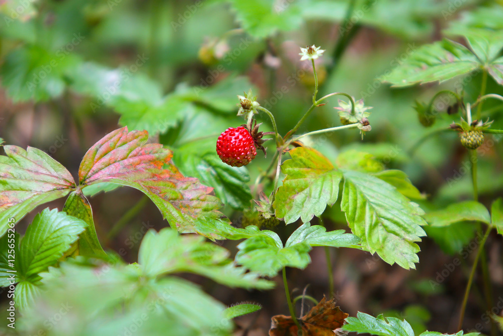 Red berry strawberry growing on a bush in the grass. Red berry strawberry growing on a bush in the grass.