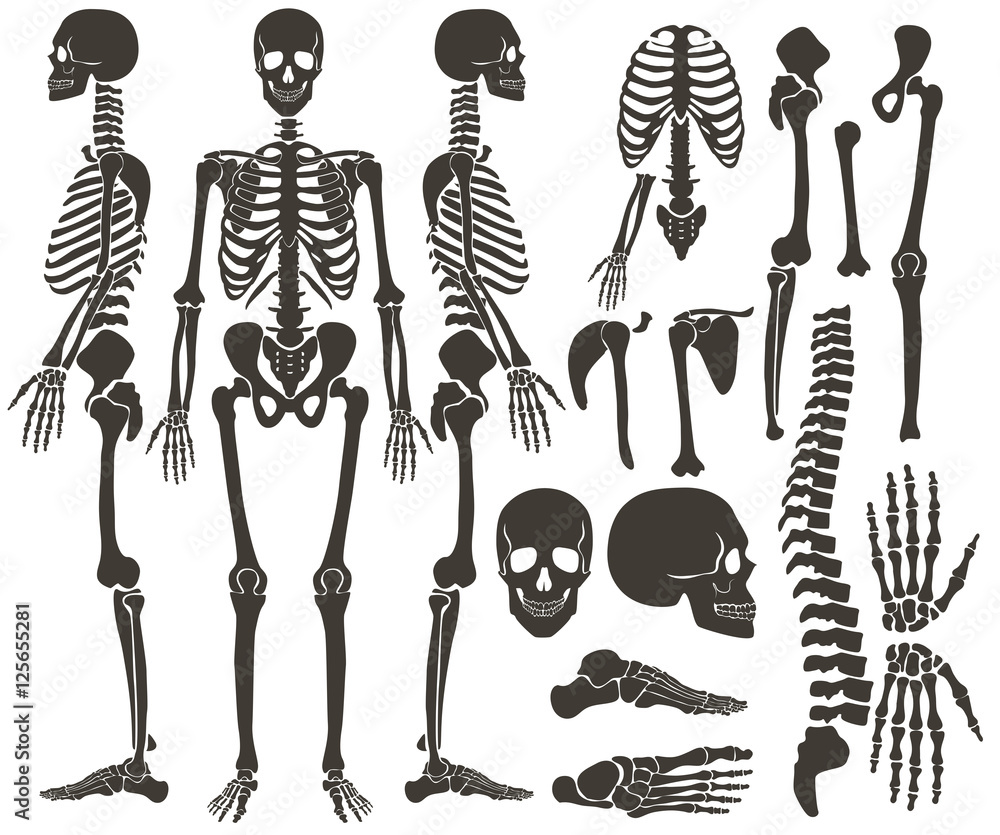 Vecteur Stock Human bones skeleton dark black silhouette