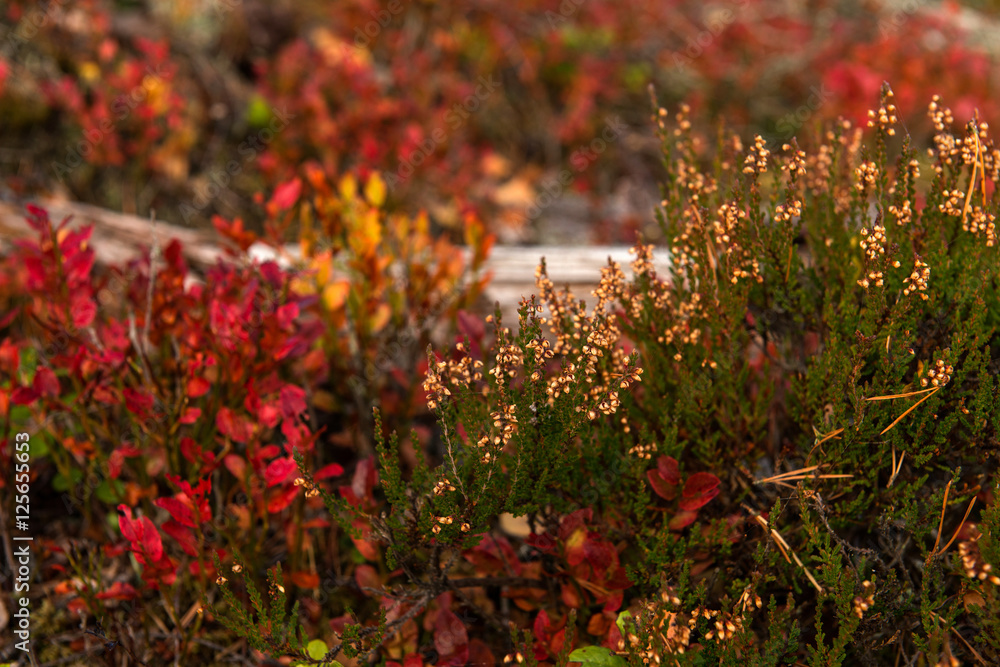 Herbstfarben in Smaland Schweden
