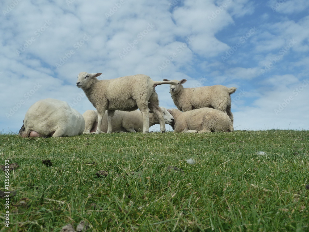 Obraz premium Schafe auf dem Deich bei der Hamburger Hallig / Schleswig Holstein.