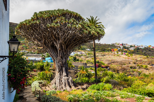 Famous Dragon Tree Drago Milenario in Icod de los Vinos, Tenerife, Canary Islands, Spain. UNESCO World Heritage Site