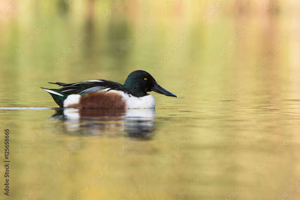 Northern Shoveler, Shoveler, Anas clypeata Northern Shoveler, Shoveler, Anas clypeata