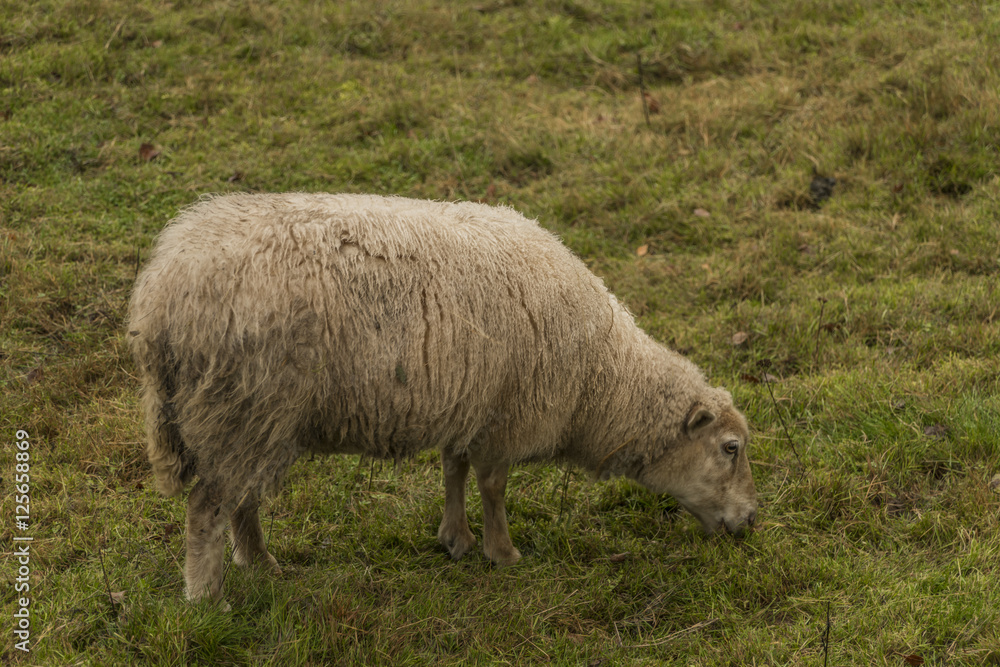 Sheep on green meadow in autumn Sheep on green meadow in autumn