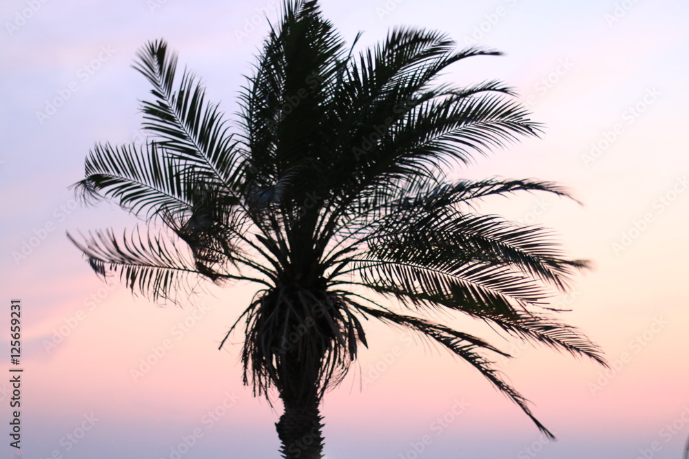 Palmtree in sunset sky
