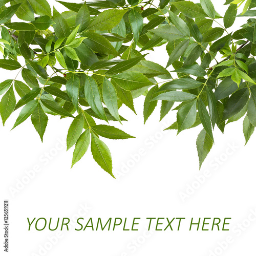 Green foliage frame on white background. Space for text.