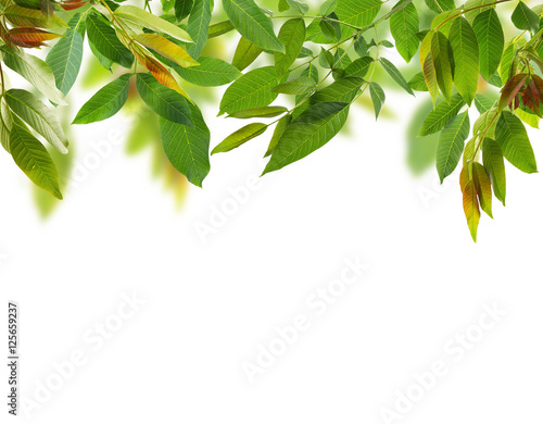 Green foliage frame on white background. Space for text.