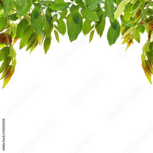 Green foliage frame on white background. Space for text.