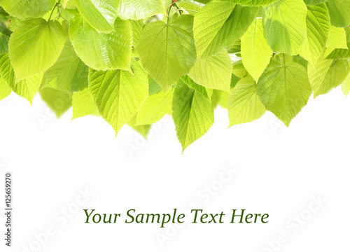 Green foliage frame on white background. Space for text.