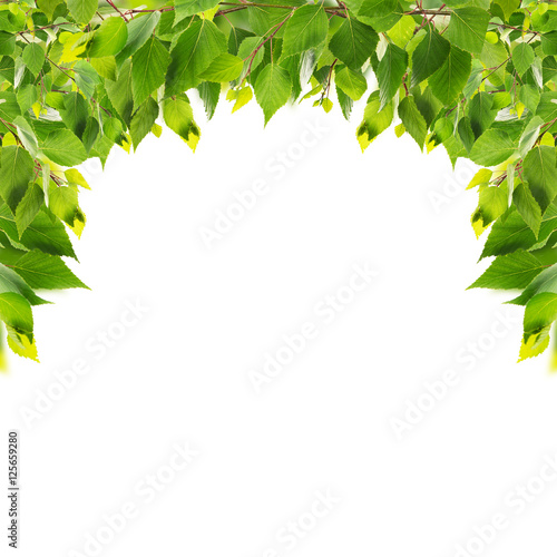 Green foliage frame on white background. Space for text.