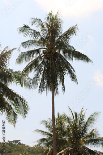 Coconutpalmtree