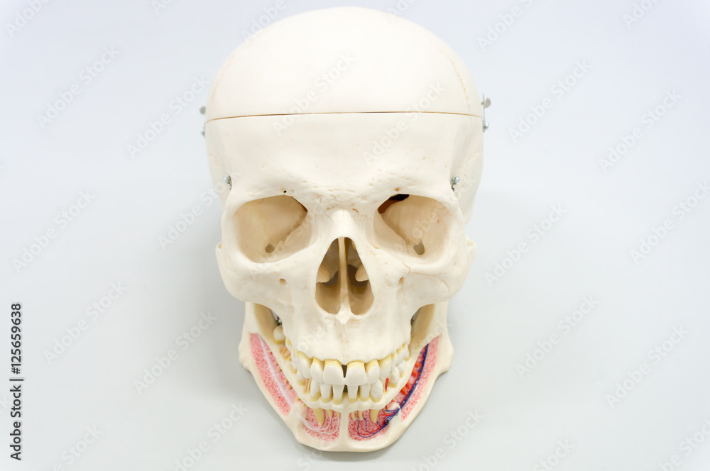 Obraz premium Human skull model