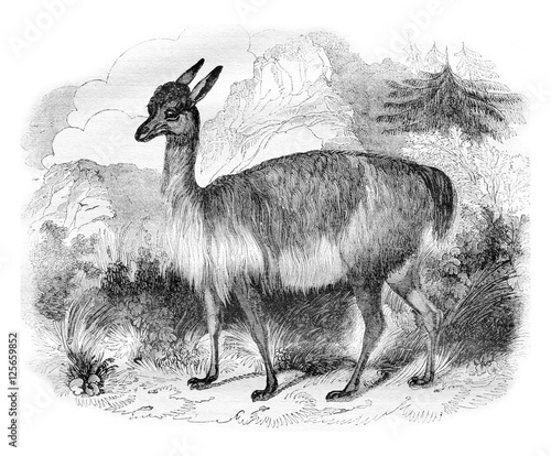 The Vicuna, vintage engraving. photo