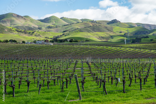California Central Coast Vineyard in Winter Against Backdrop of Rolling Green Hills, Blue Sky and Clouds 