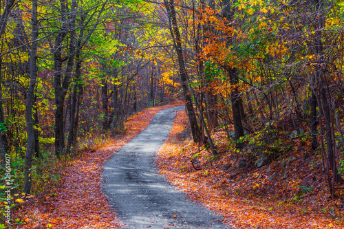 Narrow Autumn Road