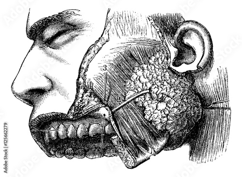 Human Parotid Gland and Sternocleidomastoid Muscle, vintage engr
