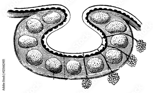 Follicular Glands of the Base of the Tongue, vintage engraving
