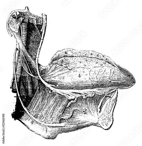 Vessels and Nerves of the Human Tongue, vintage engraving