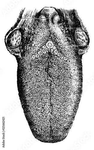 Human Tongue, vintage engraving