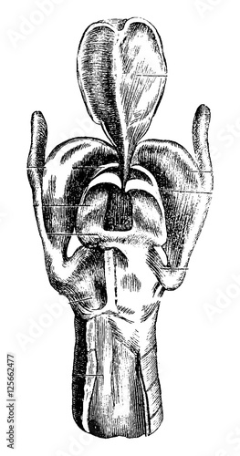 Posterior View of the Larynx, vintage engraving