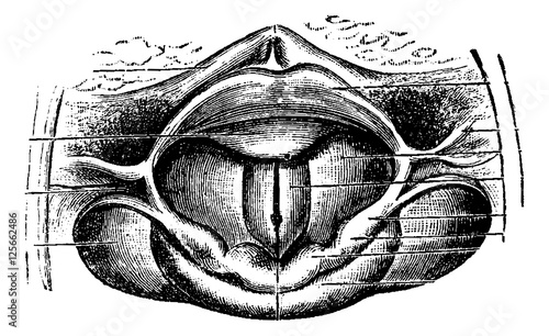 Normal Larynx, vintage engraving