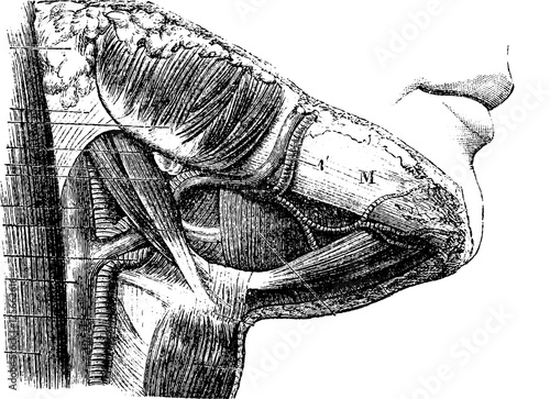 Suprahyoid region, vintage engraving.