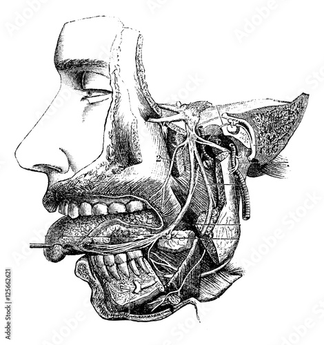 Inferior maxillary nerve and its branches, vintage engraving.