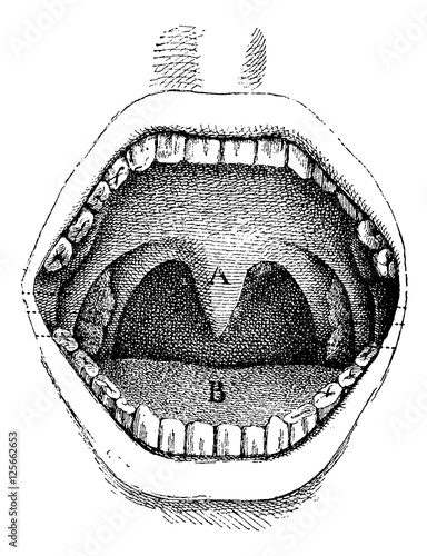 Mouth (inside of the cavity), vintage engraving.