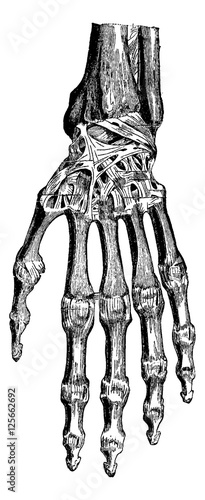 Radiocarpal joint, carpal bones them, carpometacarpal and hand ( photo