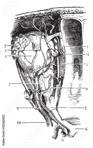 Vessels and nerves of the orbit, vintage engraving.