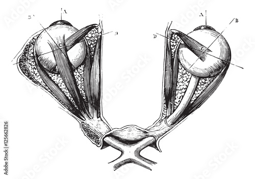 Optic chiasm and eye muscles, vintage engraving