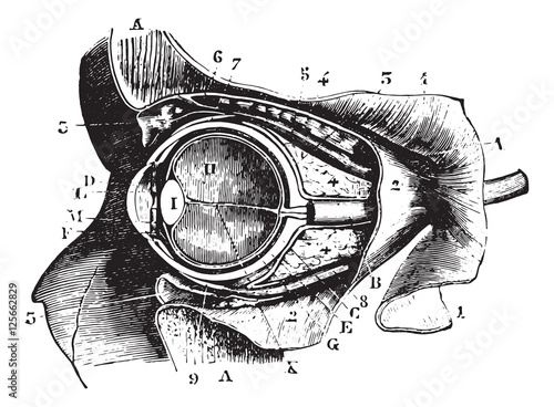 Section perpendicular to the orbit and eyeball, vintage engravin