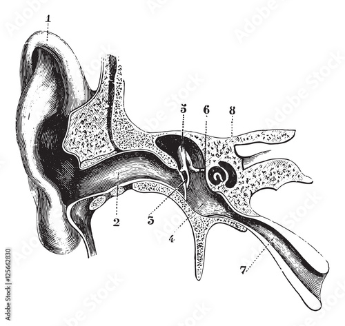 Cross-sectional and schematic half of the hearing aid, vintage e
