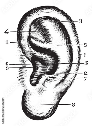 Pinna, vintage engraving.