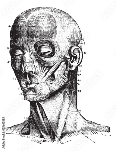 Muscles of the face, vintage engraving.