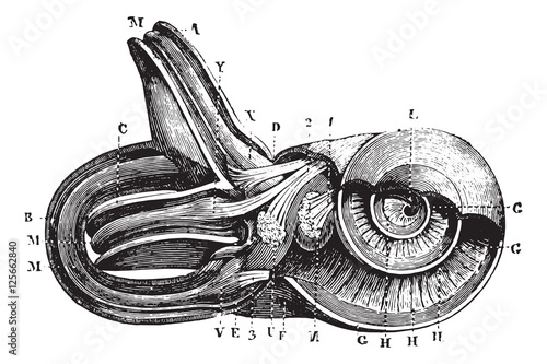Inner ear. (Cup semi-circulairs and limacon channels.), vintage