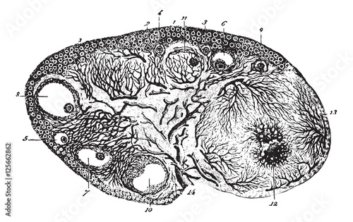 Cup ovary of a pregnant cat, vintage engraving.