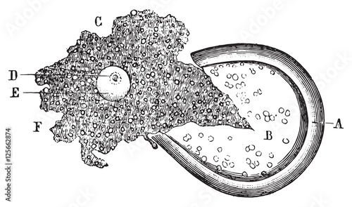 Out of the bladder end of the count and the egg, vintage engravi