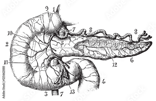 Pancreas and duodenum seen by their anterior aspect, vintage eng