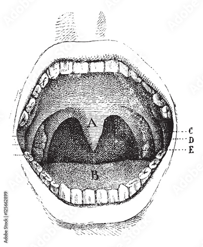 Mouth (inside of the cavity, vintage engraving.