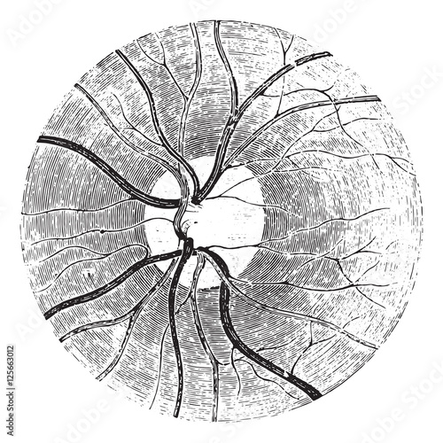 Papilla of the retina with the clear area that surrounds it, vin