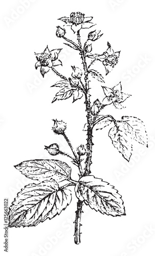 Bramble or Blackberry, vintage engraving.