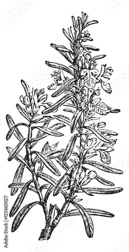 Rosemary or Rosmarinus officinalis, vintage engraving.