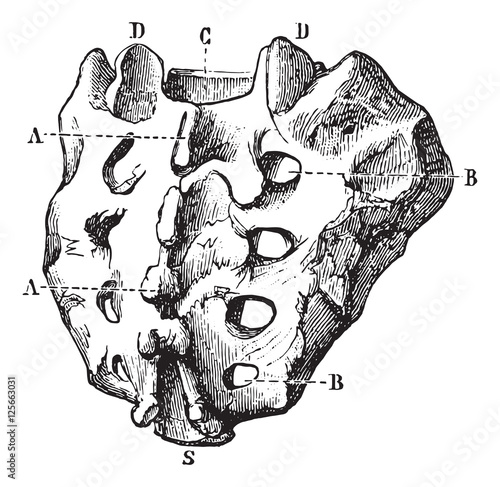 Sacrum seen by its posterior surface, vintage engraving.
