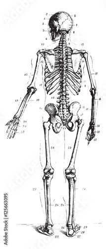 Skeleton, vintage engraving.